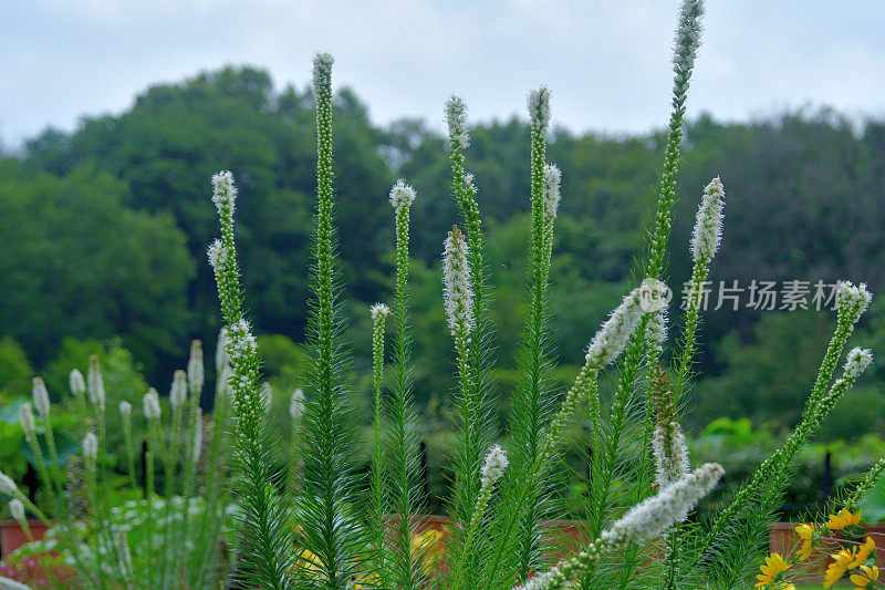 Liatris spicata /耀眼的星星